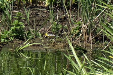 Wildlife Sightings for 14th June 2023